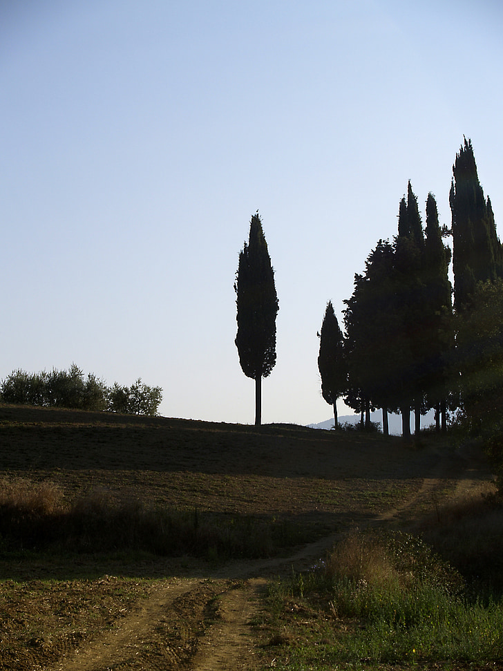 Cypress, Toscane, Italië