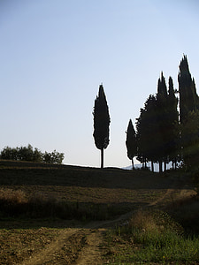 cypress, tuscany, italy
