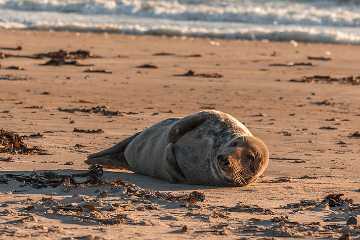 grey seal, robbe, halichoerus grypus, beach, dune, helgoland, north sea
