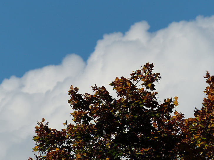 himmelen, skyer, Sky fjell, hvit, blå, treet, Linde-Group