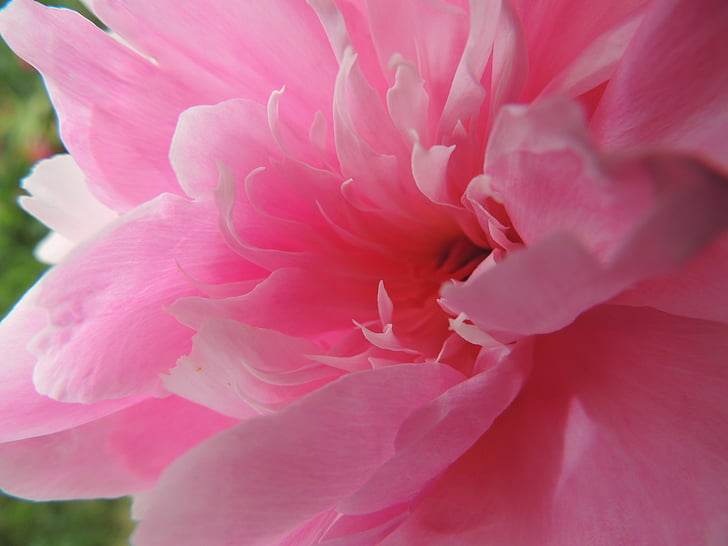 kukka, vaaleanpunainen, Gerbera, kesällä, Center