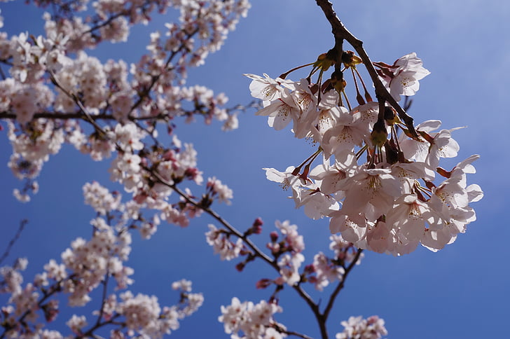 våren, Cherry blossom, blommor