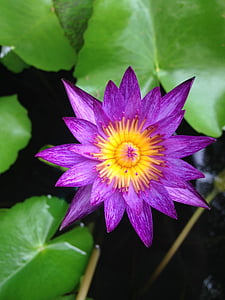 flor, Lotus, violeta, lirio, flor de loto, flora, florece