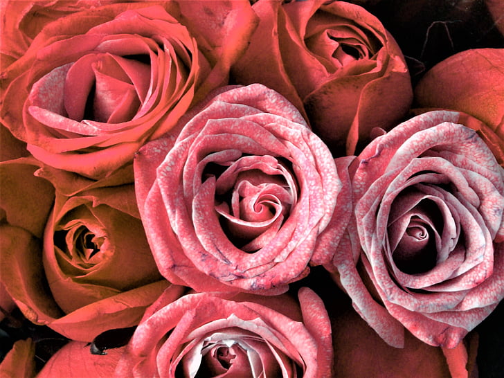 ruže, Kytica kvetov, prechodné, kvety, Gratulujem, Romance