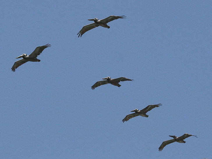Pelican, con chim, Thiên nhiên, Huntington, Bãi biển, California, Thái Bình Dương