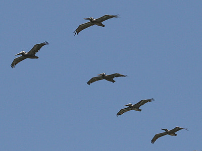 Pelikan, ptak, Natura, Huntington, Plaża, Kalifornia, Pacyfiku