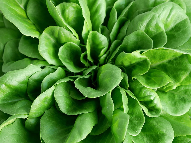 Salad, màu xanh lá cây, khỏe mạnh, thực phẩm, tươi, thực vật, dinh dưỡng