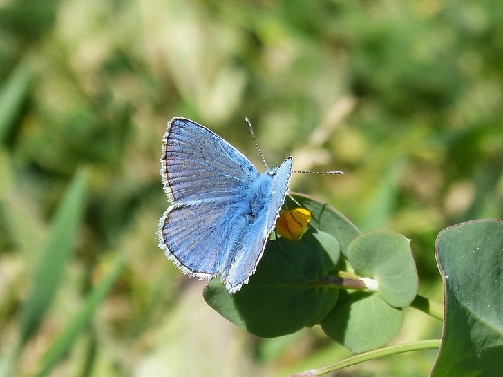 Mavi kelebek, farigola blaveta, Pseudophilotes panoptes, Kelebek, bir hayvan, böcek, Animal Temalar