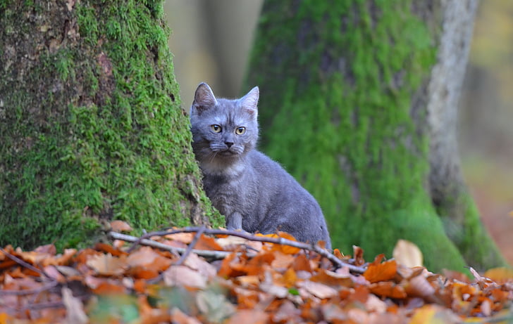 Kot, rasy kotów, niebieski, lasu, pozostawia, drzewo, Natura