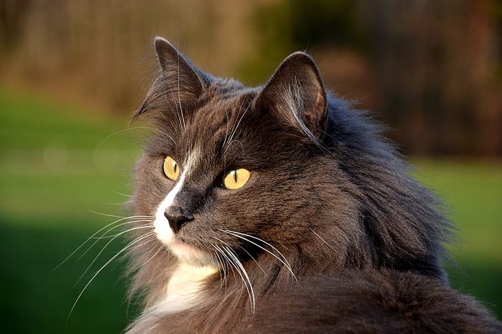 katė, portreto fotografavimo, dėmesio, naminių gyvūnėlių, smalsumas, lauko