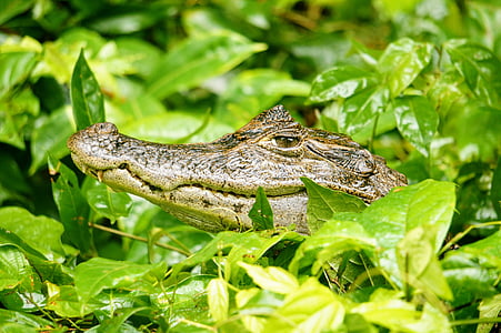 Cayman, Tortuguero, Grün, ein Tier, Reptil, Tiere in freier Wildbahn, tierische wildlife