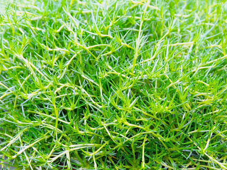 Flora, závod, zelené rostliny, zelená, tráva, zelená barva, Příroda