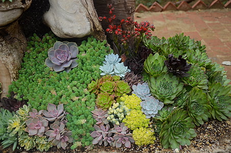 thực vật, cây mọng nước, Hoa, kỳ lạ, nhiệt đới, Sân vườn