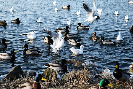 vodní ptactvo, informační kanál, voda, jíst, krmení, jezero, Zimní