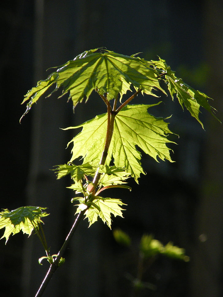 Leaf, jar, svetlo, tieň, Príroda, strom