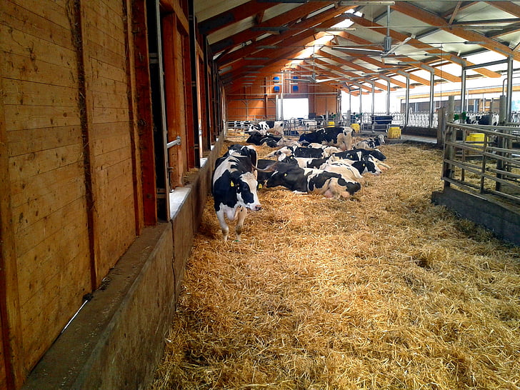 farma, Stall, krava, zvieratá, kravy, stodola zvieratá, kravského mlieka
