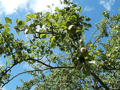 pear tree, trees, pyrus, orchards, nature, green, fruit