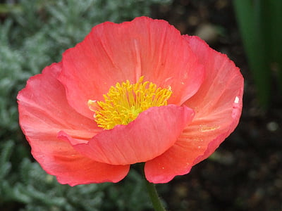 iceland poppy, mohngewaechs, colorful, blossom, bloom, bright, color