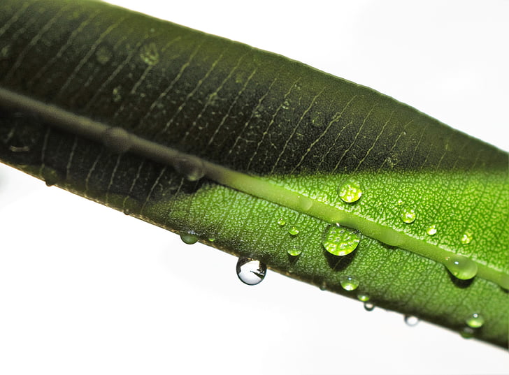 Blatt, Oleander-Blatt, nass, Regen, Regentropfen, regnen, Wasser