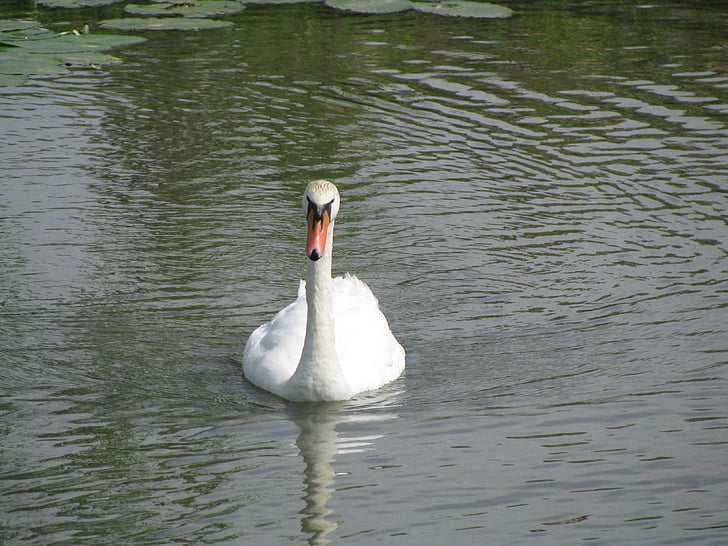 white swan, swan, bird, floating, feathers, wildlife, nature