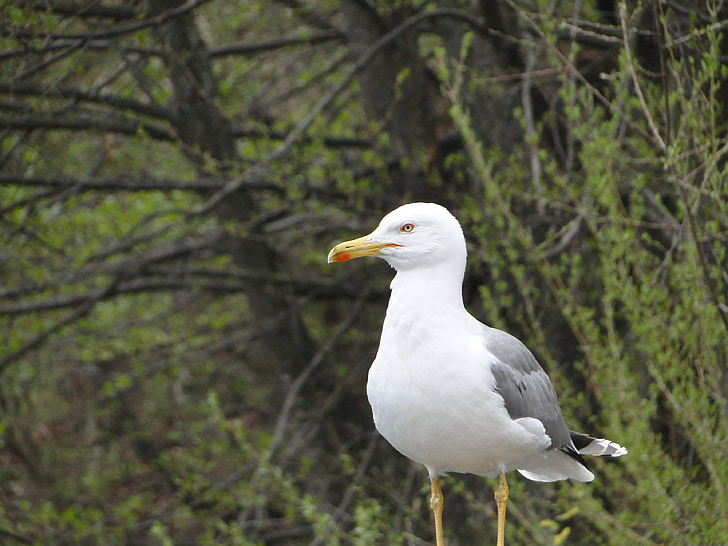 Gavina, ocell, natura, animal, bokeh