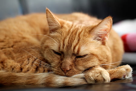 gatto, gatto rosso, gattino, animale domestico, rosso, sonno, divano