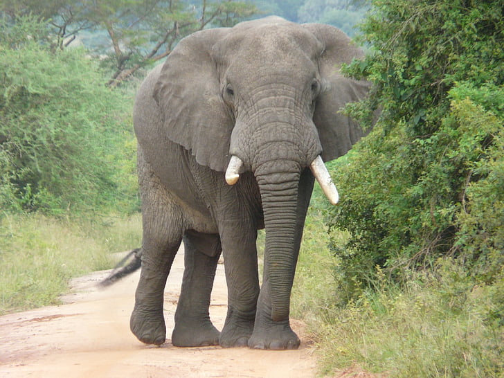 elefante, África, conservación, en peligro de extinción, flora y fauna, Safari, elefante africano