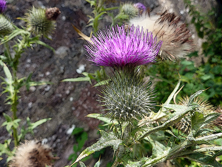 шотландський, плямиста, Шотландія, фіолетовий, квітка, символ, дикі
