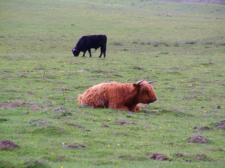 Scottish highland cow, nötkreatur, kor, Rügen, Cow, idyll, betesmark