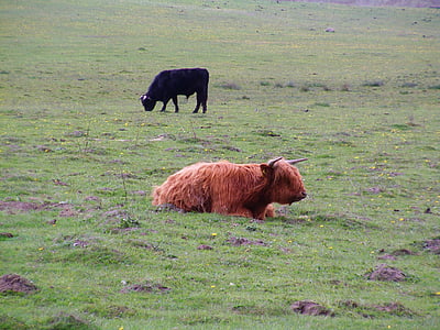 Scottish highland lehm, veised, lehmad, Rügen, lehm, idüll, karjamaa