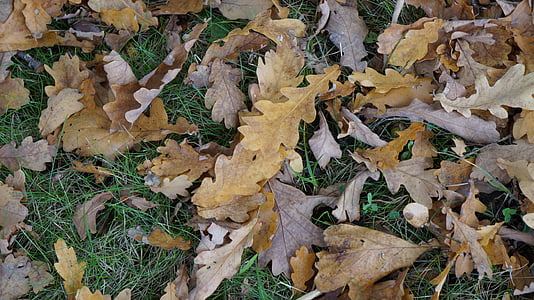 daun, tekstur, dedaunan jatuh, lantai hutan, coklat, alam