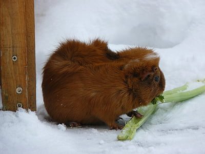 几内亚猪, 雪, 芹菜, 宠物, 毛皮, 冬天, 一种动物