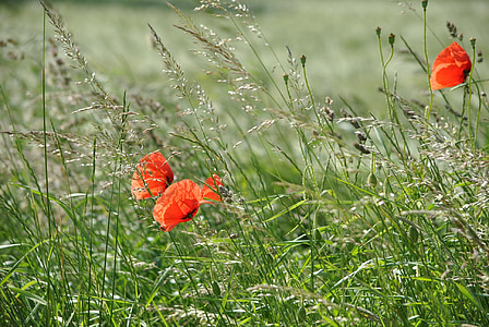 Poppy, klatschmohn, bunga, bidang, padang rumput, musim semi, bunga