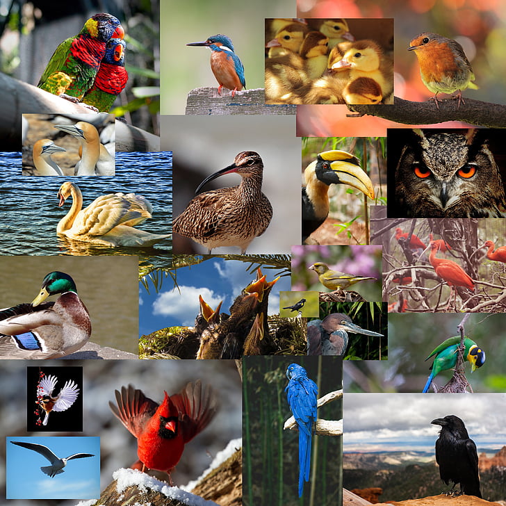 ptica, priroda, životinja, biljni i životinjski svijet, plava, bijeli, pero