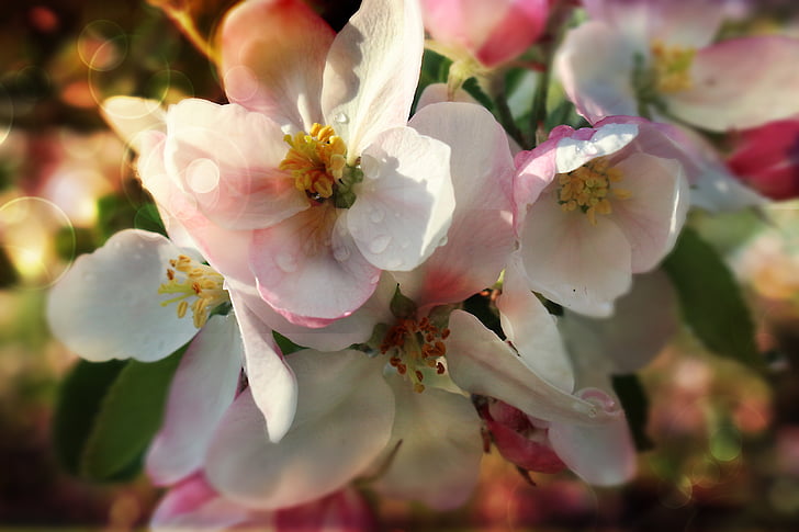 květ, Jablko, jaro, zahrada, Příroda, Smutné, jablečný květ