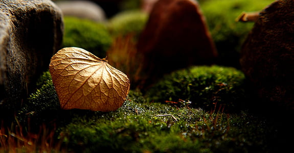nature, dry, leaf, green, moss, macro, selective focus