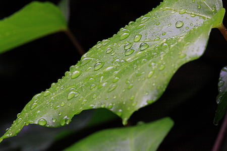 close-up, close-up view, dew, drop of water, drops, drops of water, green
