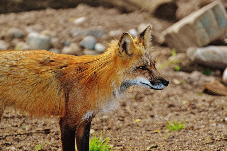 Fuchs, animal selvagem, predador, mundo animal, animal da floresta, natureza, Parque de vida selvagem