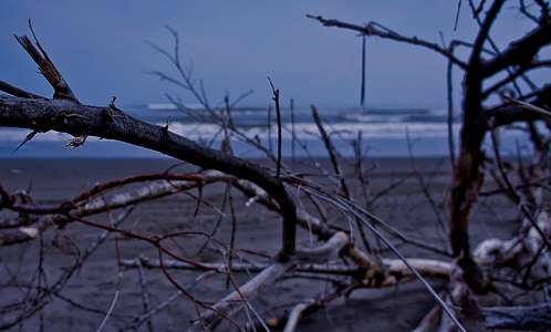 Beach, kolde, træ, stadig liv, tørt træ, overskyet, skyer