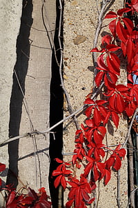 Ivy, falder, rød, efterårsblade, farver, rød farve