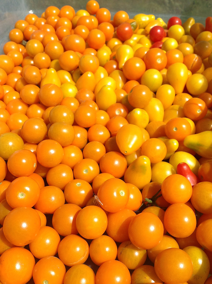 tomater, mat, gårdsliv, oransje, grønnsaker