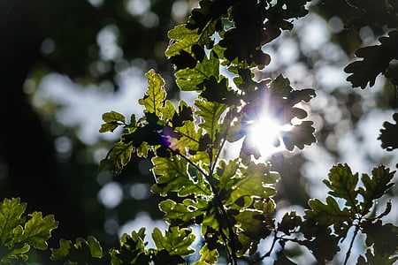 chêne, feuilles de chêne, lumière de retour, Direction générale de la, branche de chêne, printemps, été