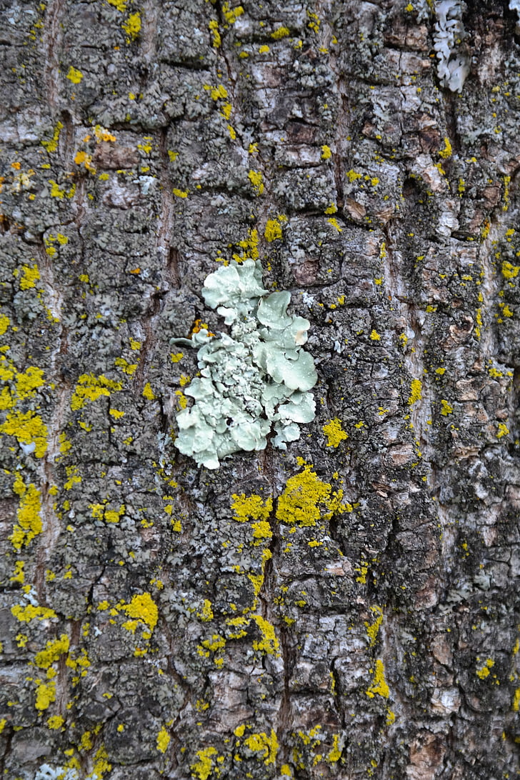Parmelia sulcata, lichen, sulcatflechte, feuille type de tissage, tresse de feuille, gris bleu, Journal