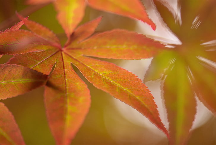 дерево, Природа, Открытый, Acer, Клён японский, лист, листья