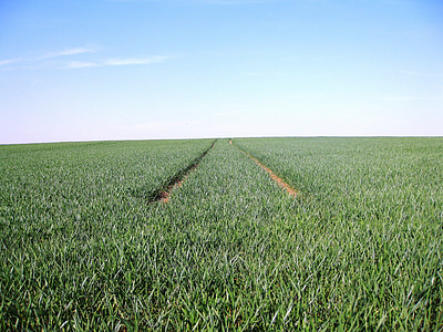 monoculture, away, sky, field, fields, agriculture, cereals