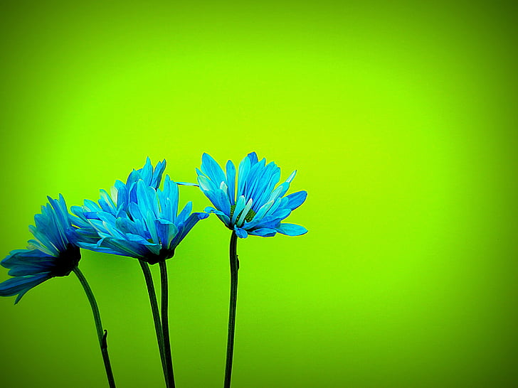 Hoa cúc, Daisy, Hoa, nở hoa, cánh hoa, đầy màu sắc, màu xanh lá cây