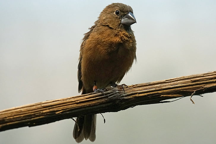 ultramarine bishop, bird, animals, sperling, songbird, female, cyanocompsa- brissanii