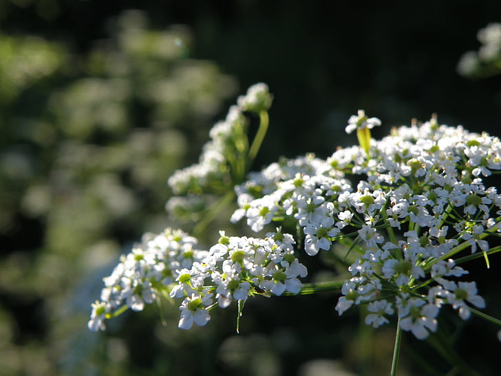apiaceae, flower, white, nature, springtime, plant, freshness