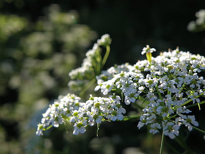 Apiaceae, kukka, valkoinen, Luonto, Kevät, kasvi, tuoreus