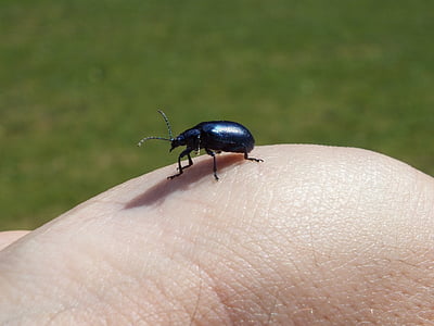 Beetle, sininen, hyönteinen, Luonto, Sulje